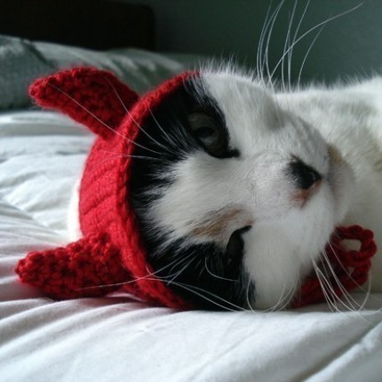 Bilder-Thread uh43048,1290016469,pet hat devil