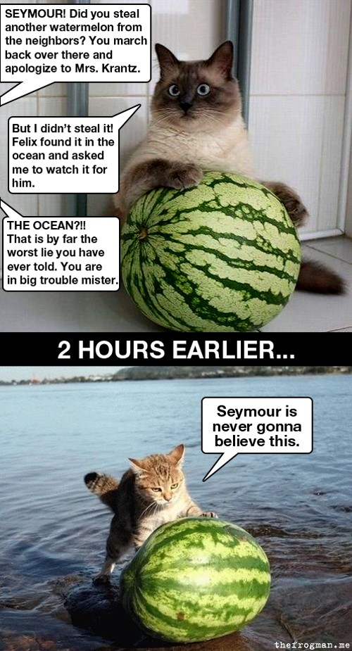 Bilder-Thread uh43048,1291328218,watermelonncat