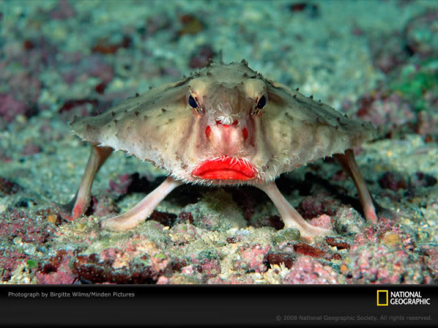 Bilder-Thread uh43048,1291466562,rosy-lipped-batfish-wilms-1144526-s