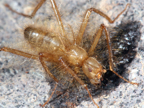 Bilder-Thread uh43048,1292192766,63196 mormotomyia-hirsuta-male-1-resized-1405