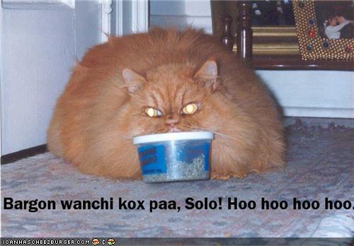 Bilder-Thread uh43048,1293735715,funny-pictures-cat-has-catnip