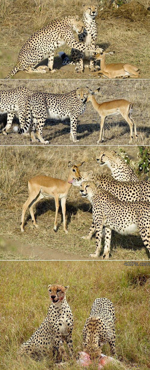 Bilder-Thread uh43048,1294085609,Cheetahs cute gazelle