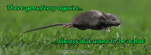 Bilder-Thread uh43048,1294280724,steal-flying-mouse