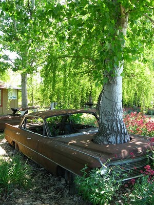 Bilder-Thread uh43048,1294581241,birke