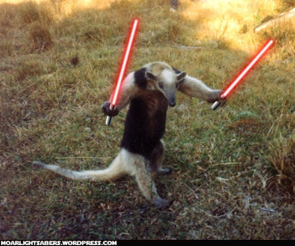 Bilder-Thread uh43048,1294705882,anteater