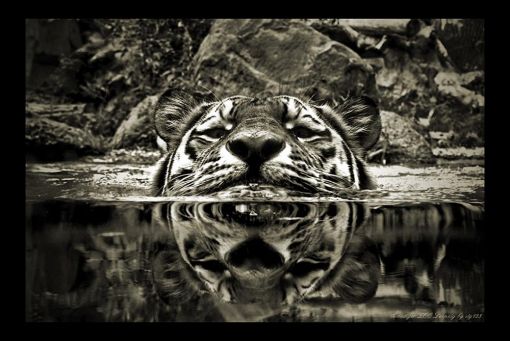 Bilder-Thread uh43048,1294766981,Tiere-Tier-Zoo-Tierfotografie-Tierportrait-Zootiere-Zoofotografie-510x510