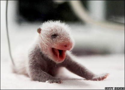 Bilder-Thread uh43048,1295285179,panda-yawn