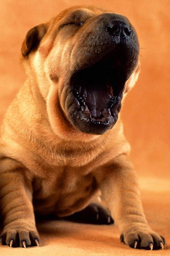 Bilder-Thread uh43048,1295285252,puppy-yawn