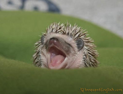Bilder-Thread uh43048,1295285618,funny-hedgehog-yawn-picture