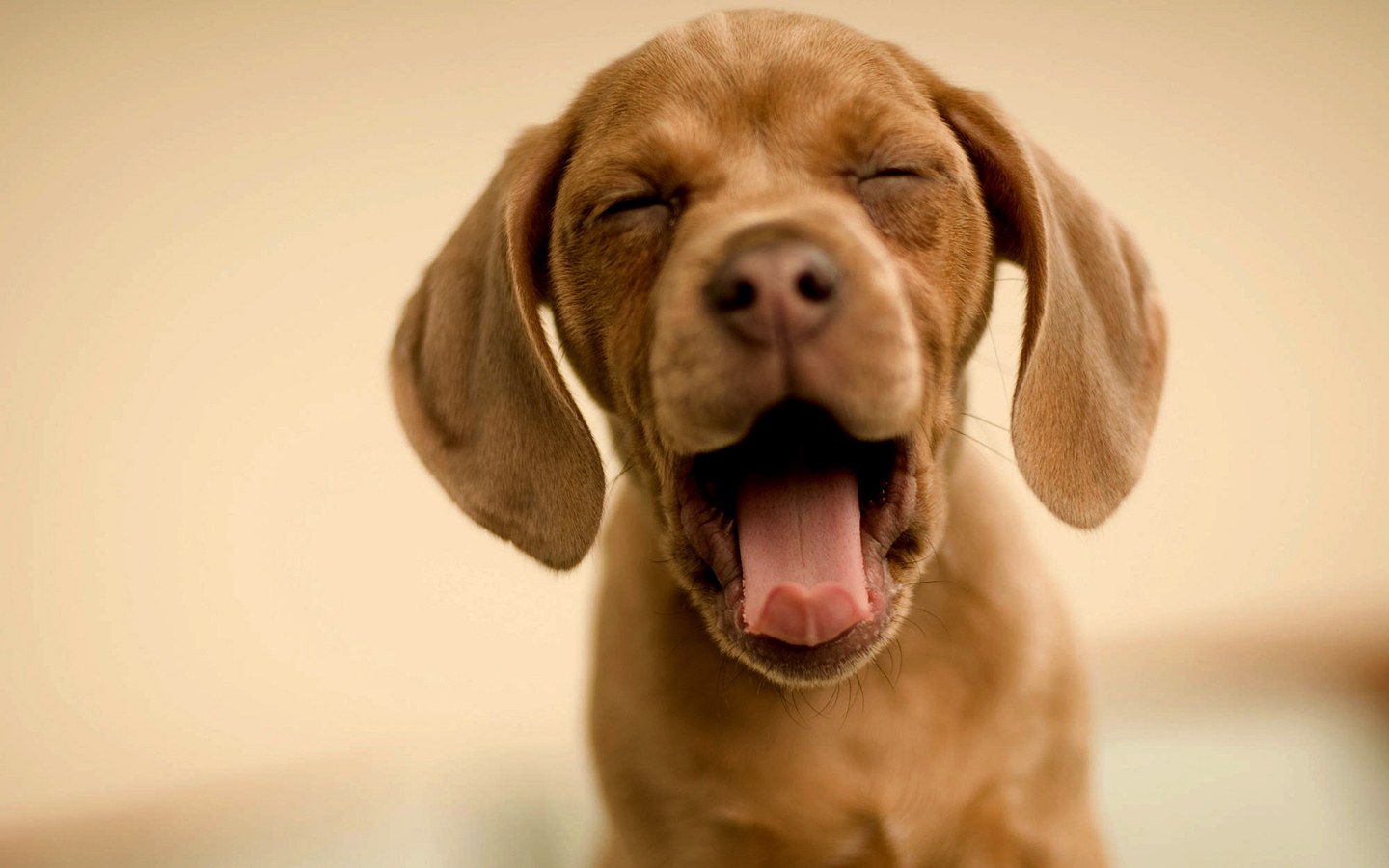 Bilder-Thread uh43048,1295285805,Funny Doggy BigYawn