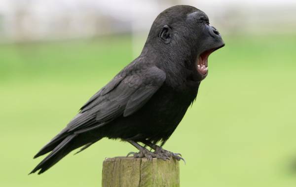 Bilder-Thread uh43048,1295285852,yawn photochopz