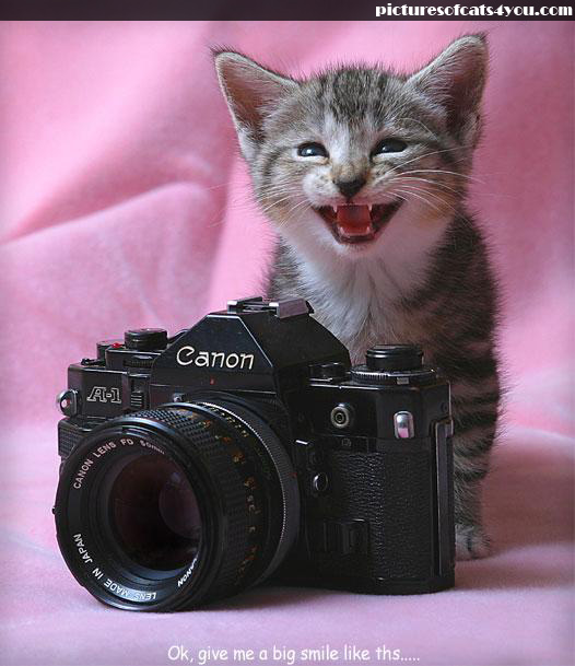 Bilder-Thread uh43048,1295753782,happy-cats-funny-cats-8