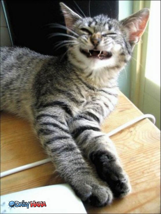 Bilder-Thread uh43048,1295753782,strange smile cat