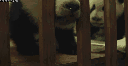 Bilder-Thread uh43048,1296227241,dawwwpandafailsarecutep1