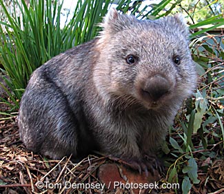 /dateien/uh47775,1227460887,Wombat