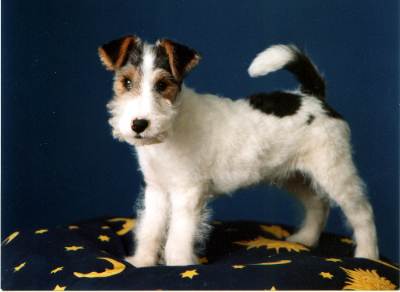 /dateien/uh48937,1254252710,foxterrier1