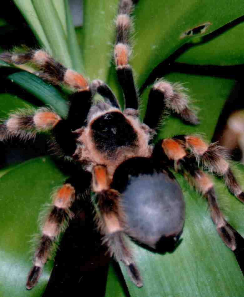 /dateien/uh51630,1246626522,smithi