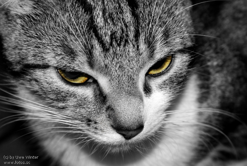 /dateien/uh51630,1264423975,Katze katzen colorkey sw schwarzweiss tonwert tiere