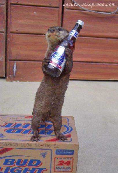 /dateien/uh56624,1255592306,otter-beer