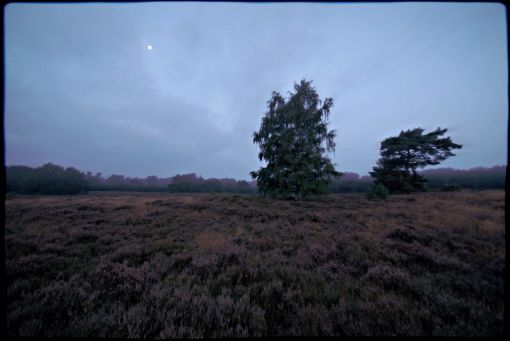 /dateien/uh56624,1255962365,ltdbrain-Heidelandschaft-De-Meinweg-Nationalpark-Zwielichtige-Heide-510x510