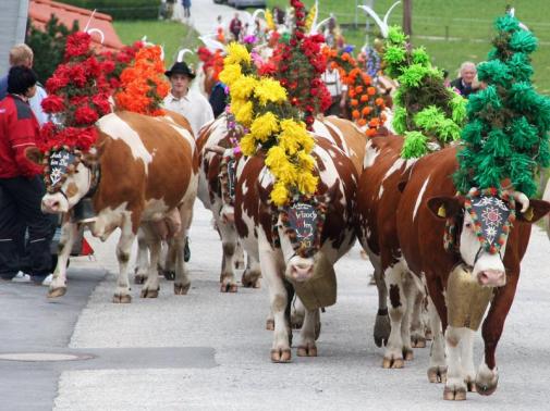 /dateien/uh56624,1258449267,Tiroler-Bauern-holen-bald-Tiere-von-der-Alm leftzone