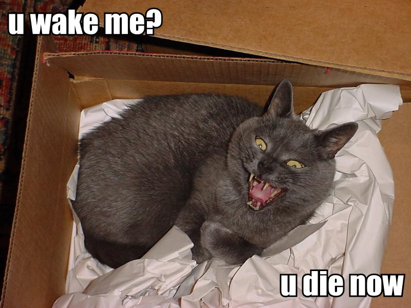 /dateien/uh56624,1261119142,U WAKE ME lolcat