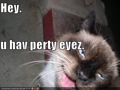 /dateien/uh56624,1261121494,funny-pictures-creepy-lolcat-hits-on-you