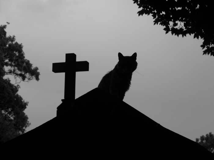 /dateien/uh56627,1257153723,cemetery-cat