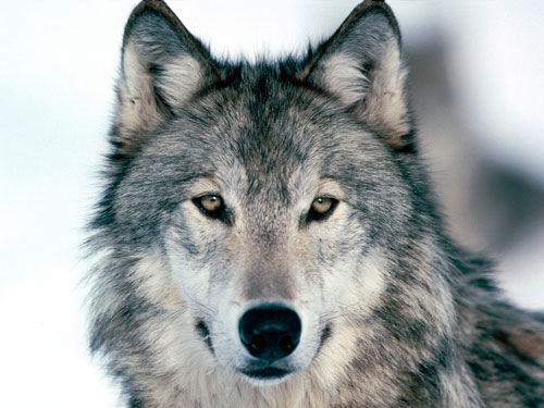 /dateien/uh58112,1270130789,wolf-photo