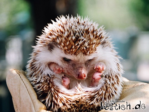 /dateien/uh58302,1259362229,13176-igel-baby