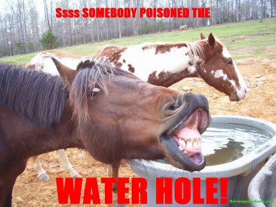 /dateien/uh58427,1259824225,funny-horse-picture-caption