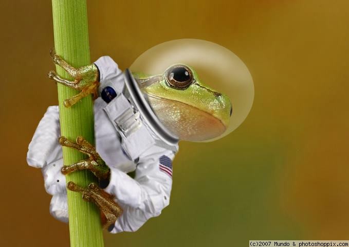 /dateien/uh59886,1264289299,frog astronaut