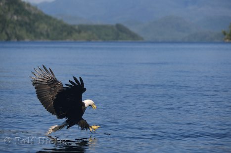 /dateien/uh60450,1284859323,weisskopfseeadler 9370