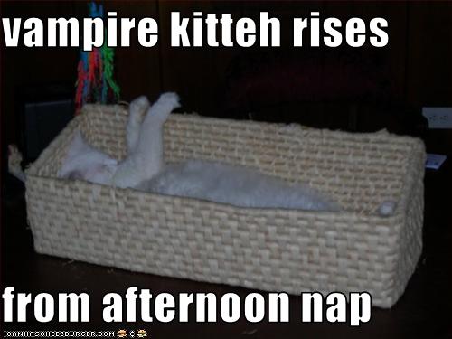 /dateien/uh60570,1266345147,funny-pictures-vampire-cat-rises-from-nap1