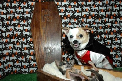 /dateien/uh60570,1266345572,dog-dressed-up-as-a-vampire
