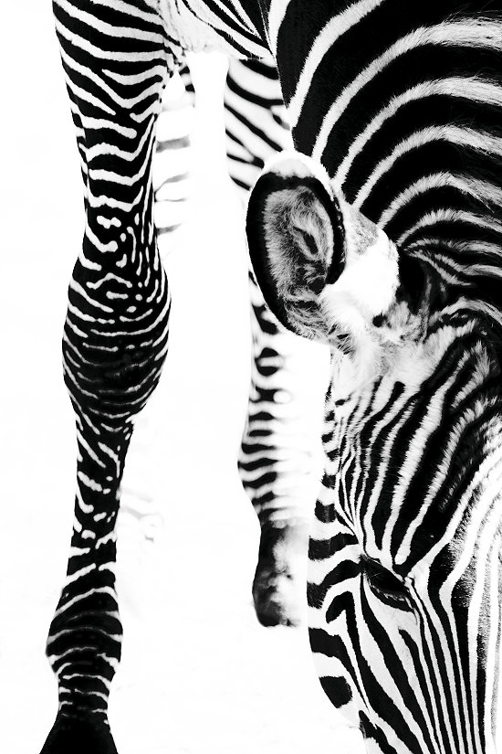 /dateien/uh60831,1283195231,Zebra-schwarzweiss