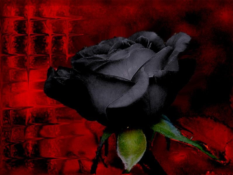 /dateien/uh60831,1283421838,1257900298 Black-Rose-Red-Background-1