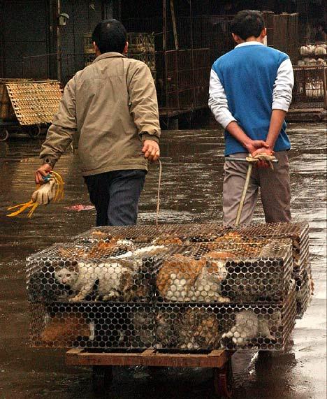 Der Own3d Bilderthread uh60967,1271421854,china-schlachtet-tausende-katzen-fur-olympia