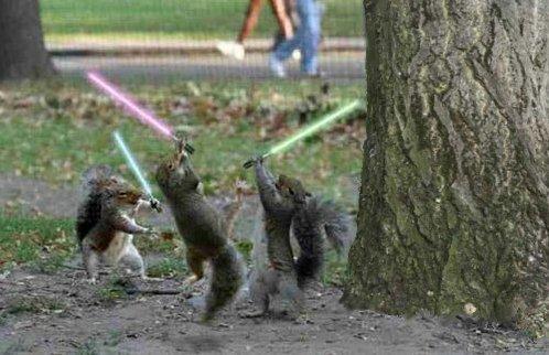 /dateien/uh61505,1269774061,jedi squirrel