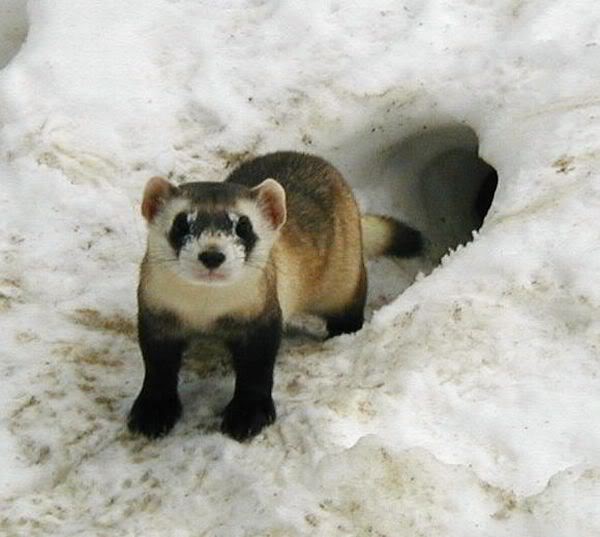 /dateien/uh61997,1271376777,Z-USFish-blackfootedferret