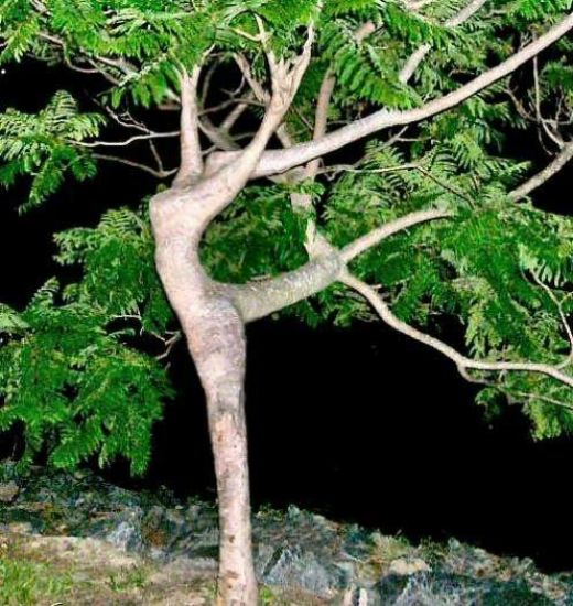 /dateien/uh61997,1271762308,9.-Dancing-Tree1