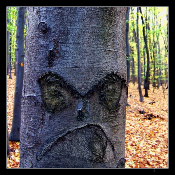 /dateien/uh61997,1271762467,5.-Angry-Tree-600x600