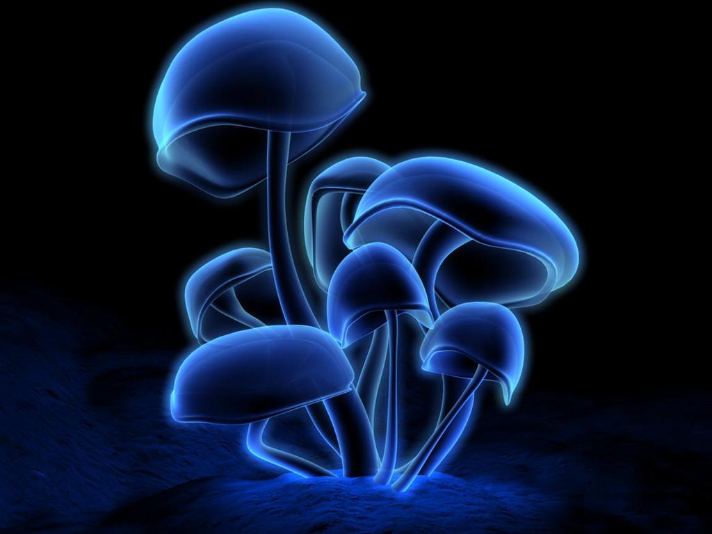 /dateien/uh62694,1277033782,mushroom-blue-light-pattern
