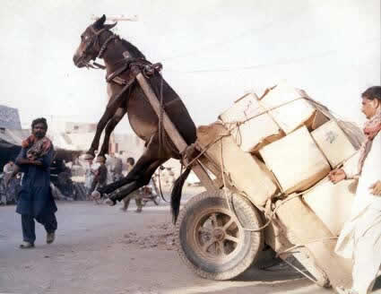 Poste ein Bild, welches zeigt, wie es dir gerade geht uh65302,1282805060,donkey
