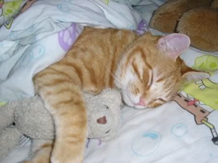 Poste ein Bild, welches zeigt, wie es dir gerade geht uh65302,1282840048,SleepyCat