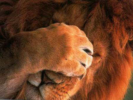 /dateien/uh65410,1283268362,lion facepalm