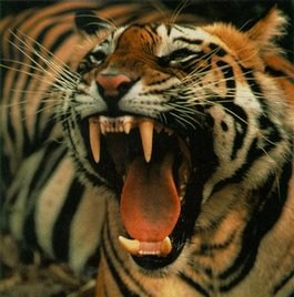 /dateien/uh66939,1287499719,Tiger roaring head