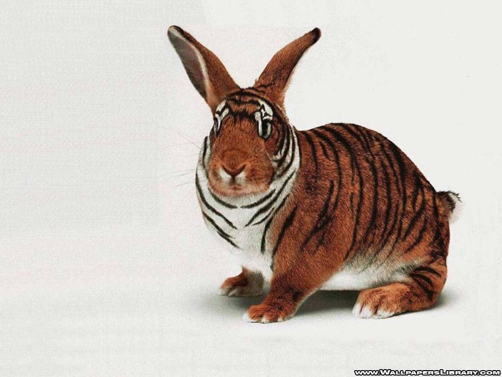 /dateien/uh66939,1287501052,tiger-rabbit-funny-wallpaper-13