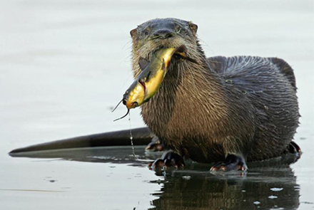 /dateien/uh67683,1290077221,otter with fish