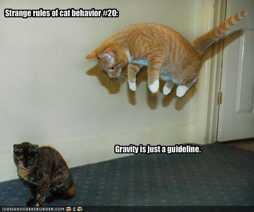 /dateien/uh67731,1289724970,funny-pictures-cats-do-not-believe-in-gravity